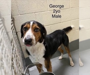 Australian Shepherd Dogs for adoption in garner, NC, USA