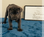 Puppy Puppy 7 Cane Corso