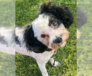 Maltipoo Dogs for adoption in Modesto, CA, USA