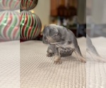 Small Photo #7 French Bulldog Puppy For Sale in HILTON, NY, USA