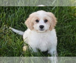 Small #3 Cavachon