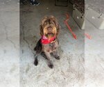 Small Photo #3 Wirehaired Pointing Griffon Puppy For Sale in CANYON LAKE, TX, USA