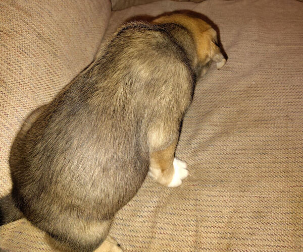 Medium Photo #2 American Pit Bull Terrier-Siberian Husky Mix Puppy For Sale in N FOND DU LAC, WI, USA