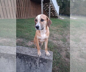 Gunner - Male Mountain Cur-Unknown Mix Dog for Adoption - Photo #3
