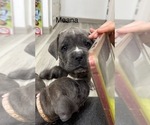 Puppy Moana Cane Corso