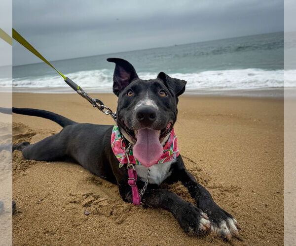 Medium Photo #15 Labrador Retriever-Unknown Mix Puppy For Sale in San Diego, CA, USA