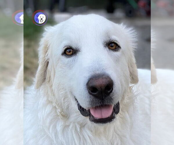 Medium Photo #19 Great Pyrenees Puppy For Sale in Spring, TX, USA