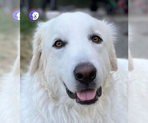 Howie - Male Great Pyrenees Dog for Adoption - Photo #19