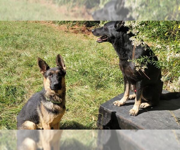 Medium Photo #2 German Shepherd Dog Puppy For Sale in La Grange , NC, USA