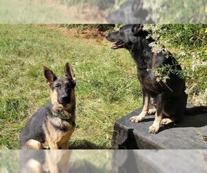 Stella - Female German Shepherd Dog Dog for Adoption - Photo #2