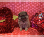 Small Photo #33 Pomeranian Puppy For Sale in GOSHEN, NY, USA
