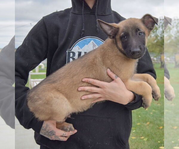 Medium Photo #2 Mutt Puppy For Sale in Huntley, IL, USA