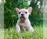 Small Photo #7 French Bulldog Puppy For Sale in WARSAW, IN, USA
