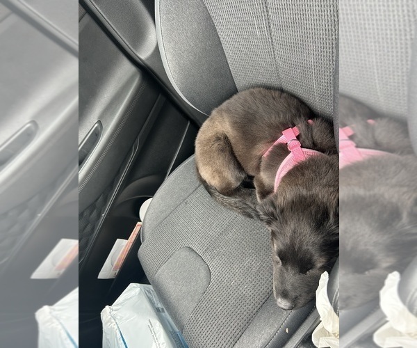 Medium Photo #3 Alaskan Husky-Australian Labradoodle Mix Puppy For Sale in MCDONOUGH, GA, USA