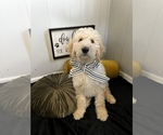 Small Photo #19 Goldendoodle Puppy For Sale in SAINT LOUIS, MO, USA
