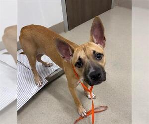 Staffordshire Bull Terrier-Unknown Mix Dogs for adoption in Baytown, TX, USA