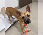 MEEP - Female Staffordshire Bull Terrier-Unknown Mix Dog for Adoption - Small photo