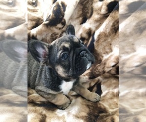 French Bulldog Puppy for sale in EAST BEND, NC, USA