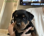 Small Photo #7 Rottweiler Puppy For Sale in LAKE CORMORANT, MS, USA