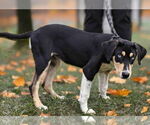 Small #9 Catahoula Leopard Dog Mix