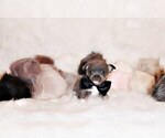 Small #5 Chihuahua