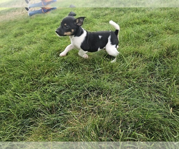 Medium Photo #3 Rat Terrier Puppy For Sale in ELLENSBURG, WA, USA