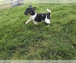 Small Photo #35 Rat Terrier Puppy For Sale in ELLENSBURG, WA, USA