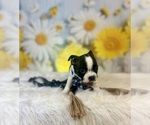 Small #5 Boston Terrier