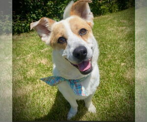 Mutt Dogs for adoption in Sandy, UT, USA
