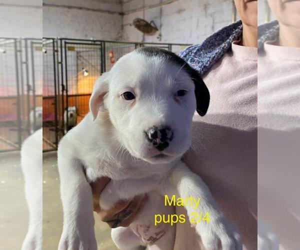 Medium Photo #1 Labrador Retriever-Unknown Mix Puppy For Sale in Brooksville, FL, USA