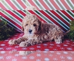 Puppy 2 Poodle (Miniature)