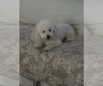 Small Photo #1 Poodle (Toy) Puppy For Sale in ORLANDO, FL, USA
