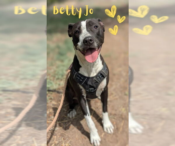 Medium Photo #8 American Pit Bull Terrier Puppy For Sale in Monte Vista, CO, USA