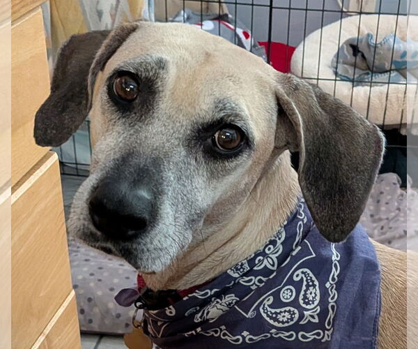 Medium Photo #1 Black Mouth Cur-Unknown Mix Puppy For Sale in Sanford, FL, USA