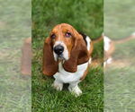 Small Basset Hound