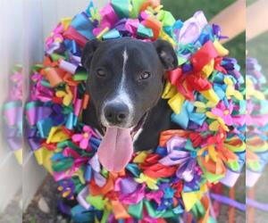 American Staffordshire Terrier-Unknown Mix Dogs for adoption in San Antonio, TX, USA