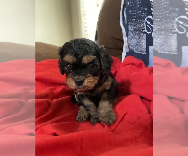 Medium Photo #1 Cavapoo Puppy For Sale in HOLDEN, MO, USA