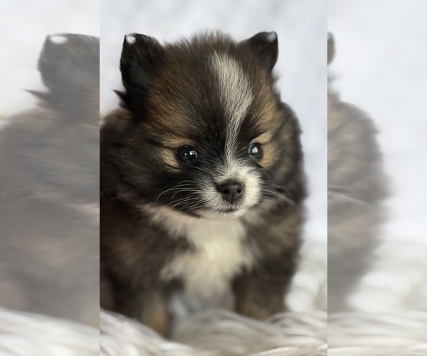 Medium Photo #12 Pomeranian Puppy For Sale in ROCK STREAM, NY, USA