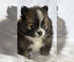 Small #11 Pomeranian