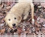 Small Photo #5 Goldendoodle (Miniature) Puppy For Sale in RALEIGH, NC, USA
