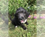 Small #8 Bernedoodle