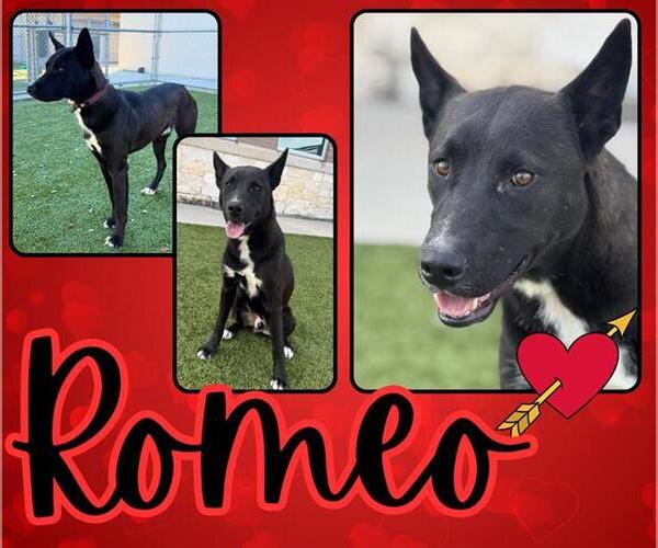 Medium Photo #1 Siberian Husky-Unknown Mix Puppy For Sale in Pearland, TX, USA