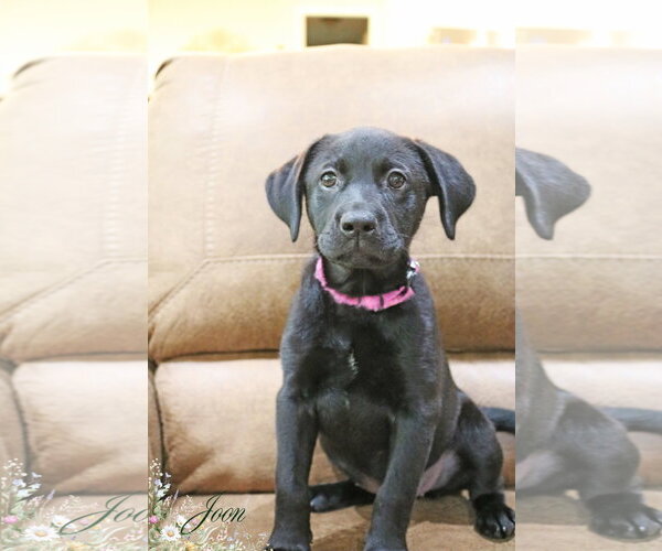 Medium Photo #13 Labrador Retriever-Unknown Mix Puppy For Sale in Wakefield, RI, USA