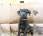 Small #12 Labrador Retriever Mix