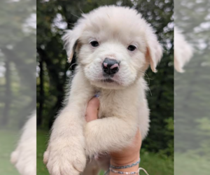 Great Pyrenees-Unknown Mix Dogs for adoption in Brooklyn Center, MN, USA