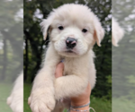 Cheddar - Male Great Pyrenees-Unknown Mix Dog for Adoption - Small photo
