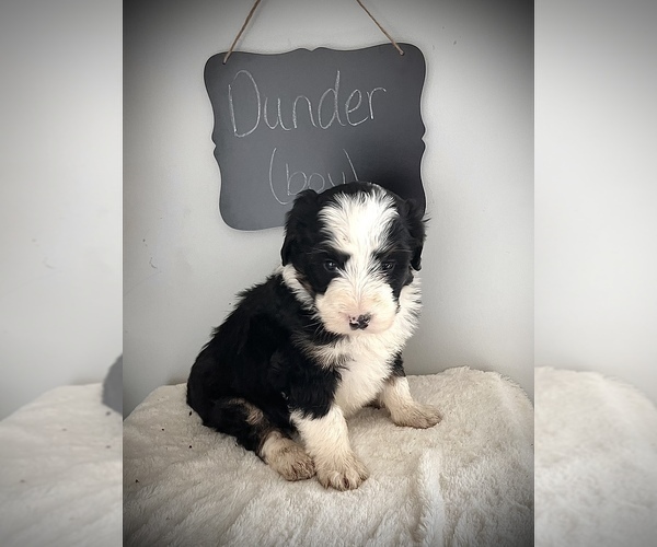 Medium Photo #1 Bernedoodle Puppy For Sale in NORTH VERNON, IN, USA