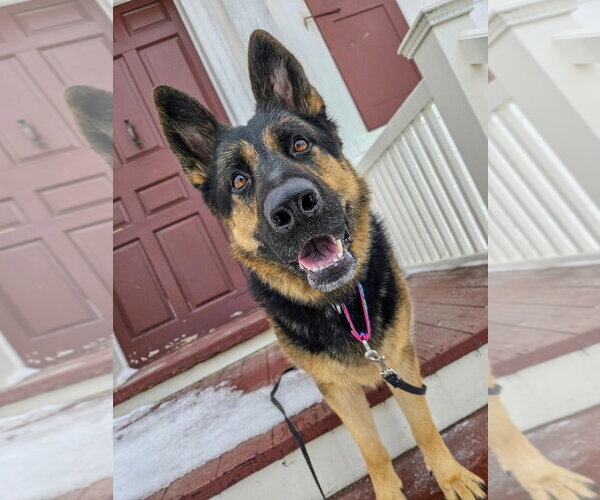 Medium Photo #30 German Shepherd Dog Puppy For Sale in Gloversville, NY, USA