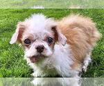 Small #1 Shih Tzu Mix