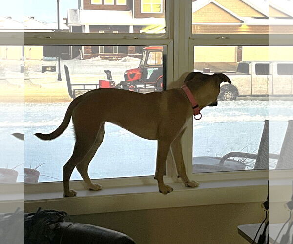 Medium Photo #14 Mutt Puppy For Sale in Fargo, ND, USA